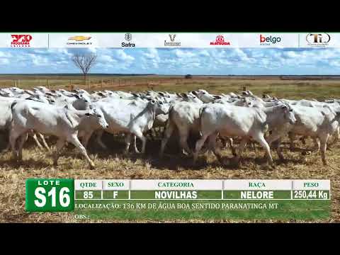 S16 - 85 NOVILHAS NELORE 250,44 Kg
