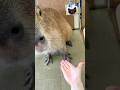 So Smart! #cappiness #capybara #capybaracafe