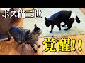 いつも優しかった地域のボス猫の息子、遂に本気を出す！