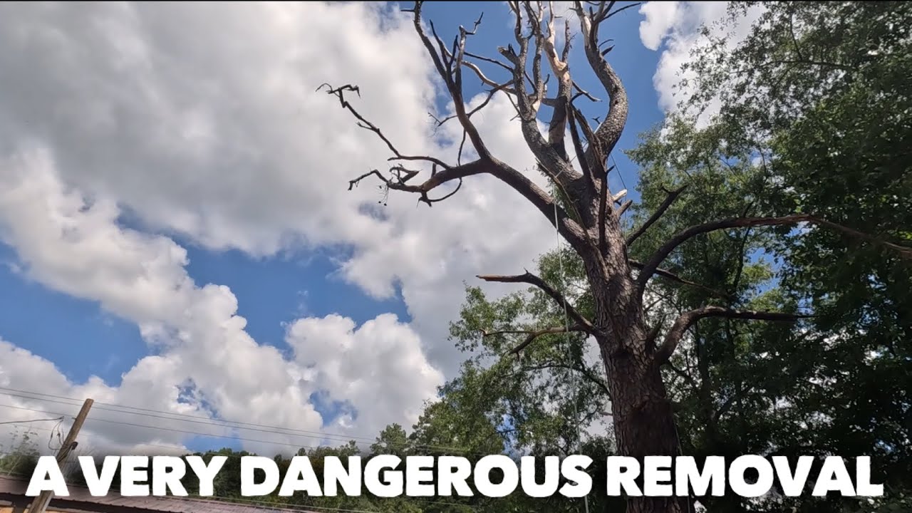 A deadly pine tree removal - YouTube