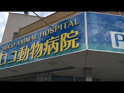 ドッグメディカル ロコ動物病院