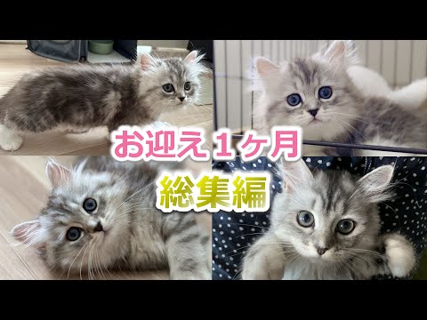 【総集編】ミヌエット子猫をお迎え1か月の成長記録がかわいい!