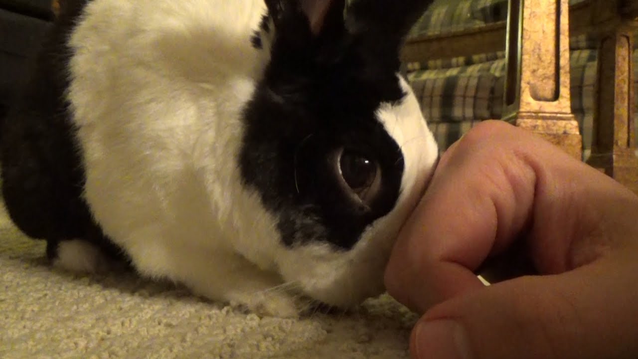 Spoiled rabbit demands petting! - YouTube