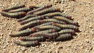 moving sawfly larvae