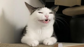 You Laugh, You Lose! 🤣 Funny Cat Videos 2025 😹 Part 46