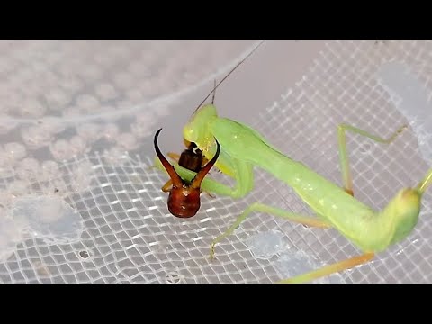 Mantis vs Earwig (Богомол vs Уховëртка).