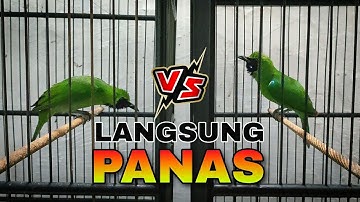 LANGSUNG PANAS || CUCAK IJO TARUNG UNTUK PEMANASAN
