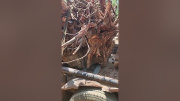 huge pecan root ball. table base in a few years. lol