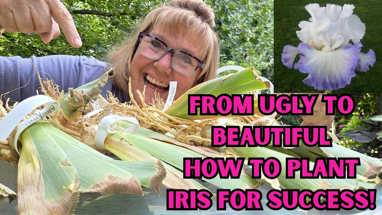 How to Plant Iris & Have Success + My New Iris Varieties