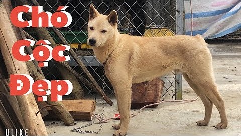 Hmong Cộc Vàng Đẹp Mê Ly| Cu Hải Chó Bản Địa Việt Nam