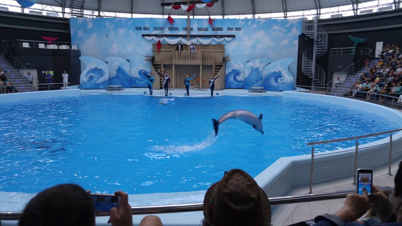 Новосибирский Дельфинариум 2016г - YouTube