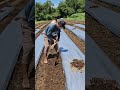 The process of piling up plastic mulch with simple agricultural tools-Agriculture farming #shorts
