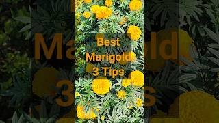3 tips to get Best Quality Marigolds
