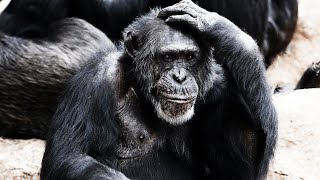 The Shocking Reason This Chimp Started Hunting Humans | Our World