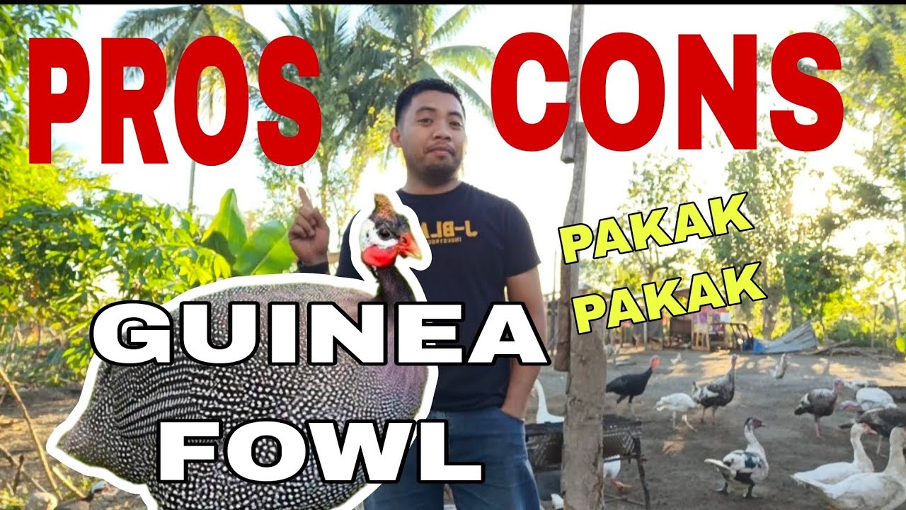 Guinea Fowl o Benggala chicken advantage at Disadvantage - YouTube