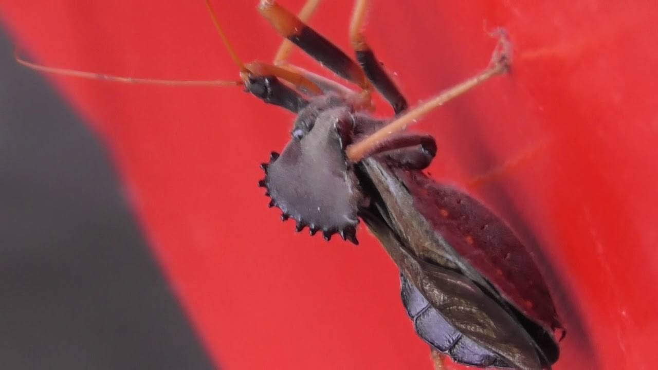 picadura de mosquito pito