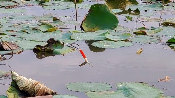 Câu Cá Rô Phi , Ao Sen Nước Cạn Queo Cá Rô Phi Con Nào Con Nấy Bự Bự Mập Ú Không