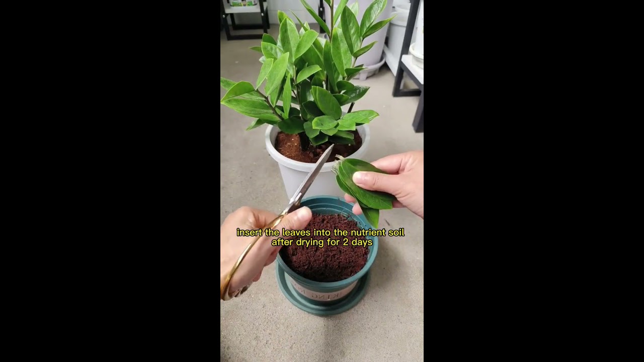Propagate The Zz Plant With Leaves