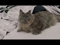Cat Attendance at my home