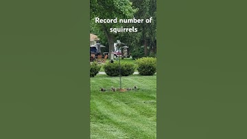 Squirrel Proof Bird Feeder with a Slinky Not one squirrel on the Feeder #diy #hacks #birds #squirrel