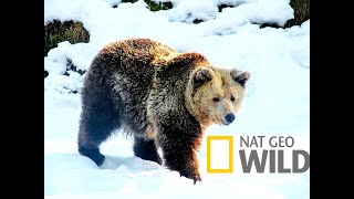 #6. Дикая природа России Wildlife in Russia   National Geographic Nat Geo Wild