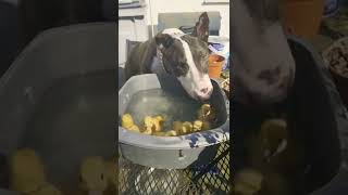 Bull Terrier And Duck
