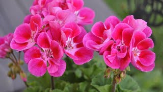 Grow a geranium flower from its leaves!😍🌺🌺#plants #geranium #flowers #cutting#roots