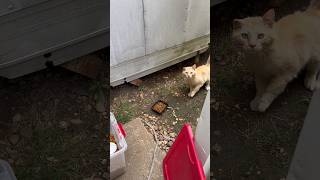 Hungry kitty’s 🐈 #cat #adoptstrays #cute #kitten #love #animals #help #rescue #tnr #fyp #catshorts