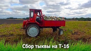 Трактор Т-16 под тыквой.