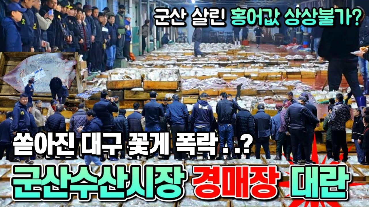 대구 폭락? 홍어 한마리 20만원? 군산 살린 참홍어 씨가 말랐다! 전라도 대표 수산시장 왜이래?? [군산수산물종합센터 해망동위판장}