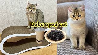 British shorthair cat breed - Everything you want to know
