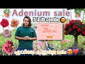പുതിയ അടിപൊളി adenium combo offer😍❤️direct from adenium garden to your home😍❤️ super varities ആണേ 🌸
