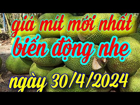 giá mít hôm nay ngày 30 tháng 4, 2024