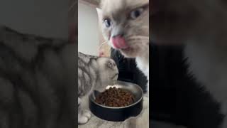 #viral #youtubeshorts #cat #funny #youtube #catlover #song #love