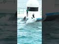 素晴らしいラスト #シャチ #orca #鴨シー