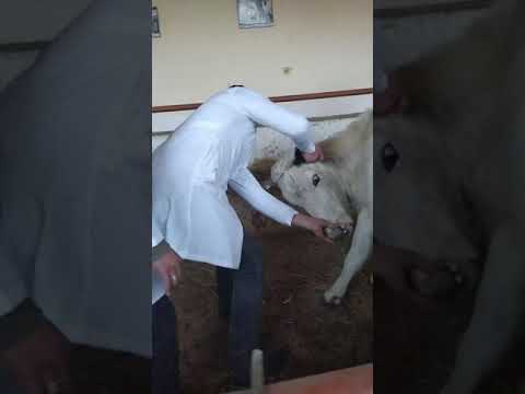 Video: Veterinariya Fanining 5 Ta Ajoyib Usuli Uy Hayvonlariga Yordam Berishi Mumkin