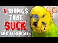 5 Things That SUCKS About Owning A Budgie