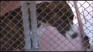 Abuse Overbreeding Of Pit Bulls Supported By Owners Protest- Columbia, Sc.