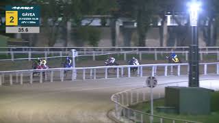 Vidéo de la course PMU PREMIO BAT MASTERSON