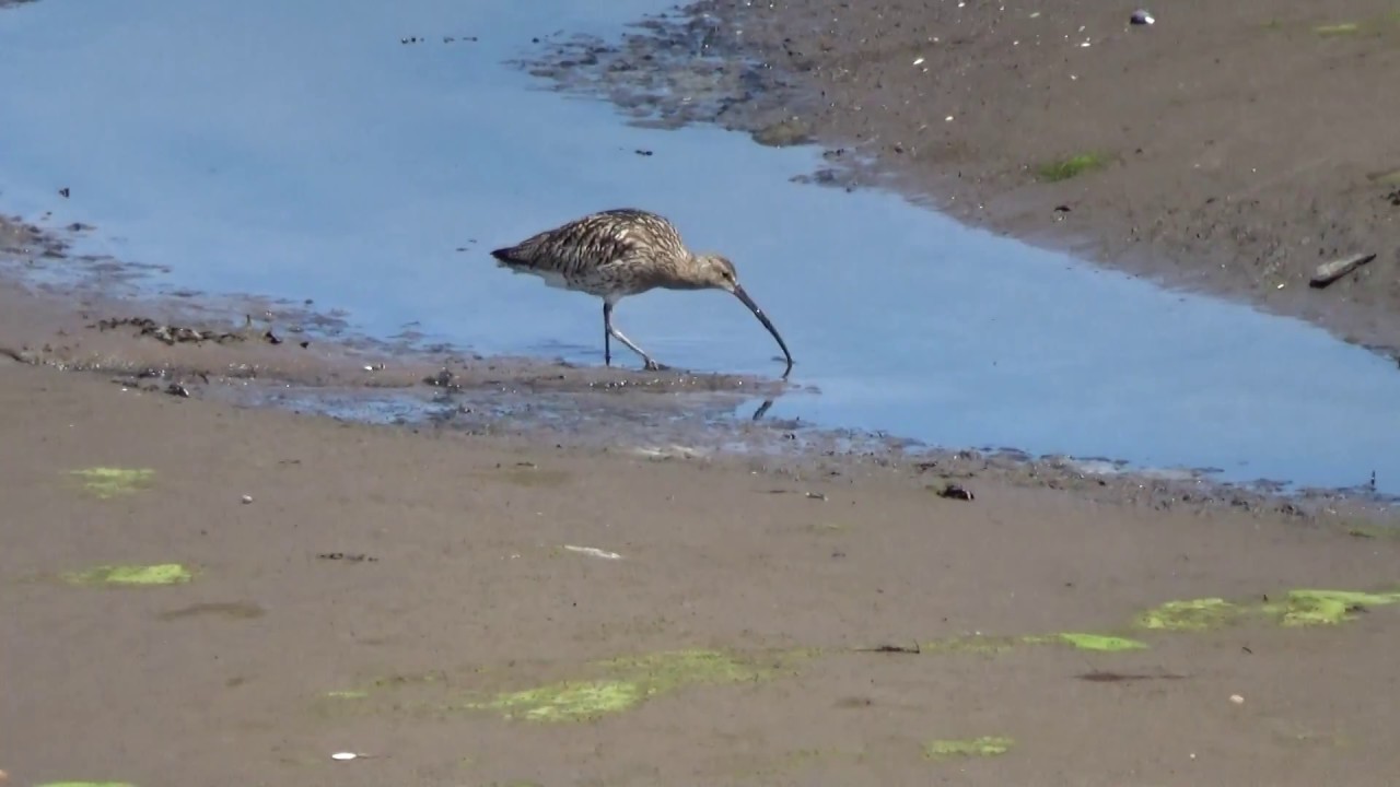 Curlew at Castle Espie 17 July 17