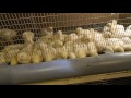 Кормушки для цыплят из канализационной трубы