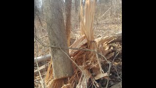 6 lbs Tannerite vs tree... (The tree almost won!) huge explosion!