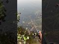 SnakeHead Fishing 🎣🐊#fishing #fishinglife #viral #shorts