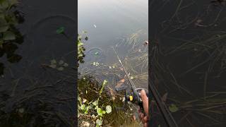 SnakeHead Fishing 🎣🐊#fishing #fishinglife #viral #shorts