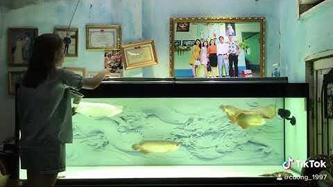 Hồ cá rồng cộng đồng “ cho cá ăn “