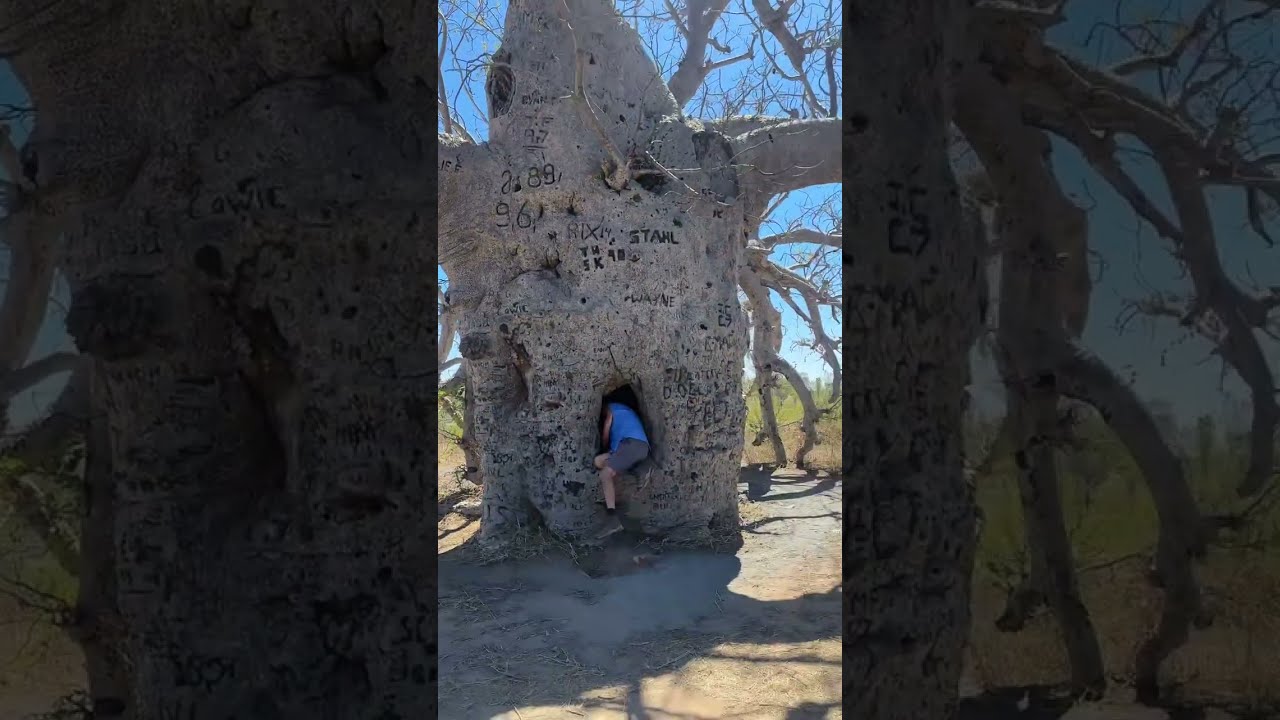 The Prison Tree, Wyndham, Western Australia