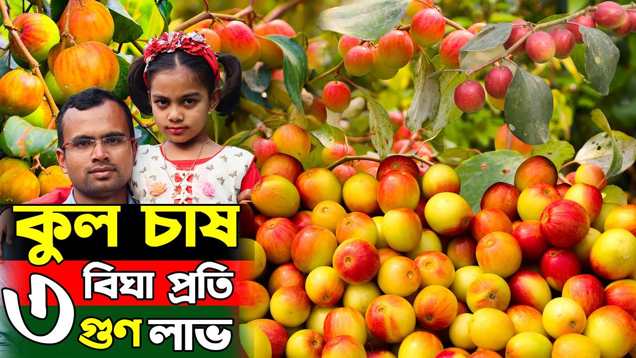 লোভনীয় স্বাদের কুল চাষে - বিঘা প্রতি ৩গুন লাভবান উদ্যোক্তা | থাই আপেল ও বল সুন্দরী কুল চাষ পদ্ধতি