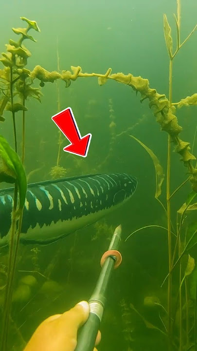 Diver Encounters a Mysterious Fish Deep Underwater