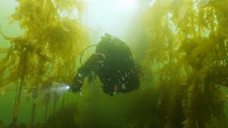 Kelp Seeding Project with Hornby Island Diving