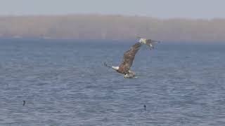 Eagle with fish soar over Onondaga Lake